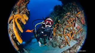 135 Divers, Epic Cozumel Reefs & Cenote Dives | Dolphin Pod Takes Over Mexico!