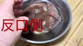 新春特番　番外編（動画頭足類図鑑）メンダコ
