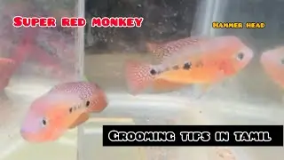 SRM flowerhorn farm in chennai 🐠 grooming tips in tamil#homepetvlogs #srm