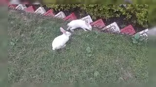 Bunny Racer (Bunny superstar)🥳😙 subscribe