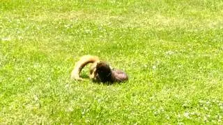 Squirrel vs. mink.
