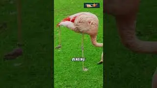 Fun Facts: Flamingo