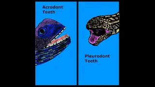 Acrodont Vs Pleurodont teeth - Kidz Learn Applications&trade;