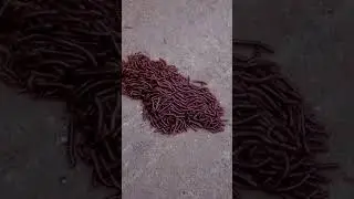 Millipedes- Defense Mechanism #nature #naturelovers#wildlife#wilderness#survival#defence#millipede