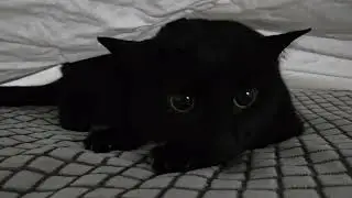 My Cats Help Me to Change My Bed Sheets