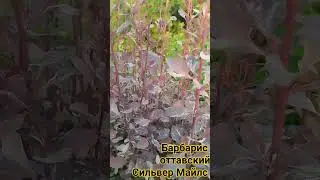Барбарис&nbsp;оттавский&nbsp;Сильвер&nbsp;Майлс&nbsp;