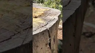 Up close footage of termites swarming! Here they come!