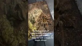 The theraphosa Stermi. #spider #tarantula #pet #Tstirmi #T