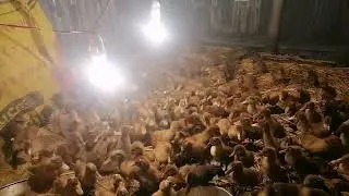Duck farming 🦆🦆😭😭😭😭