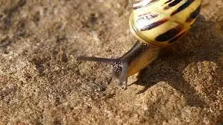 Overly Dramatic - Snail