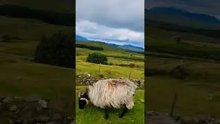 County Mayo #ireland #nature #shorts #islandlife