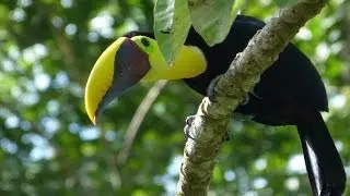 Costa Rica Wildlife Videos,Osa Peninsula, Remote and Private Lodging near Corcovado National Park.