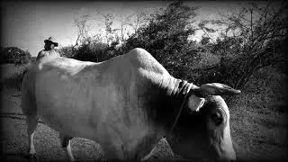 Attelage de boeufs traditionnel