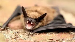The Secret Lives of Bats: 5 Fun Facts Exposed