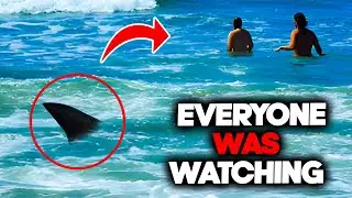 This Voracious Bull Shark showed no Pity for Stella Berry