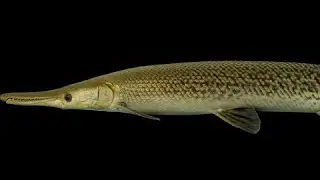 Alligator Gar speed paint