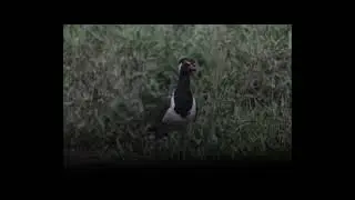 Red-Wattled lapwing