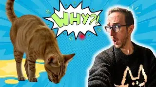Cat Not Using The Litter Box? 8 Questions To Consider