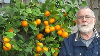 Growing Satsuma Mandarin Oranges Outdoors in South Coastal BC, Canada