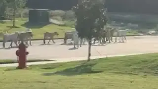 A pack of dogs takes over a small Texas town, and neighbors express concerns