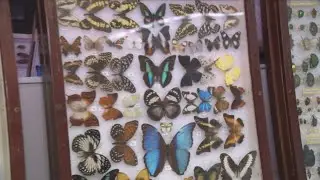 Here's your summer insect forecast from a Smithsonian bug expert