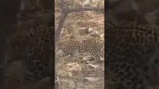 Cute cubs of Flora from #jhalana #jaipur #leopard #safari