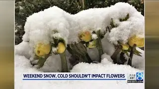 Weekend snow, cold shouldn't impact flowers