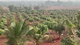 Mango plants #sweet#trending # viral-video 