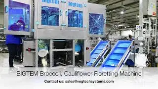 BIGTEM Broccoli & Cauliflower Floretting Machine: Efficient Vegetable Processing- VEGTECH SYSTEMS