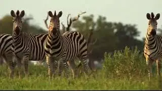 Lion Attack Zebra Giving Birth, Mother Zebra Can't Protect Her Son