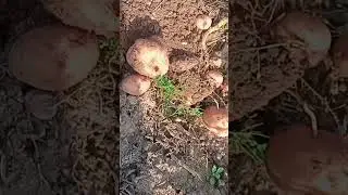 #village life #viralvideo #indian farmers #potato harvest