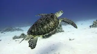 Sahl Hasheesh 2022 #egypt #sahlhasheesh #diving #hurghada