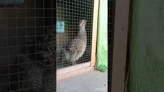 Aggressive Dhakni Teetar (FRANCOLIN) Pair And Voice| #BIRDSLOVER  #shortvideos