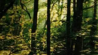 SINGING WITH NATURE:Music Compose By Sanjeewa Paranamana( Experimental Music ,Contemporary Music)