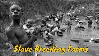 Southern Slave Breeding Farms