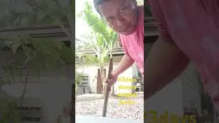 #harvest #copras #coconut #buhayprobinsya