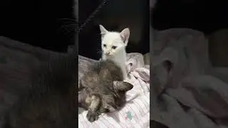 Habis Grooming, Langsung Bobok Nyenyak 🥺💤 | Kucing Kecil Menggemaskan#fau-chan #kucinglucu