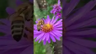 #honeybee #honey #beenurajpootfilms #shortsvideo #viral #viralshorts #shorts #beenurajpoot #youtube