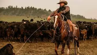 2026 WYO Ranch Horse Sale Sophisticated Shiner