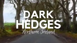 The Dark Hedges - 18th Century Tree Lined Avenue