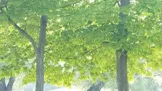 Shimmering Leaves