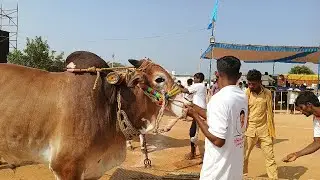 ఉత్తనూరు 4 పళ్ళ విభాగం బండలాగుడు పోటీలు 11వ జత నారాయణ చౌదరి