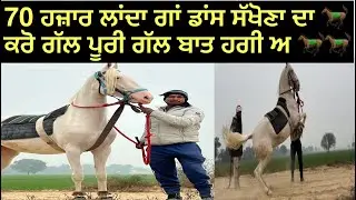70 ਹਜ਼ਾਰ ਲਾਂਦਾ ਡਾਂਸ ਦਾ ਕਰੋ ਗੱਲ #horse #hourselover 