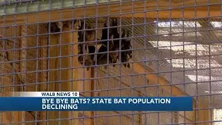 Bye Bye Bats? Georgia&rsquo;s Bat Population is declining
