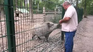The Hog Whisperer