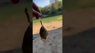 Using Live Bait for Catfish Success