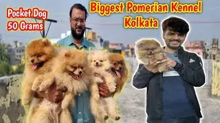 POMERANIAN KENNEL IN KOLKATA | ORIGINAL  TOY POM | BEST DOG KENNEL KOLKATA