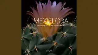 Ferocactus pottsii