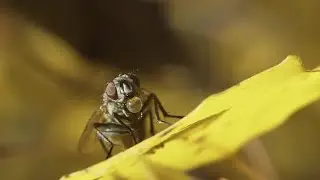 Muscidae Fly Stock Video