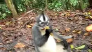 Thomas Leaf Monkey In Bukit Lawang